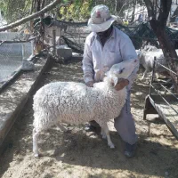 فروش ویژه بره قوچ لاکن|حیوانات مزرعه|نیریز, |دیوار