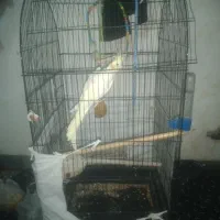 یه عدد عروس هلندی با قفس نو