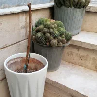 تعدادی گلدان باخاک