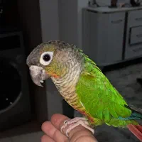 پرنده ی گیرینچیک