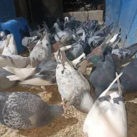 کبوتر نر|پرنده|سرخه, |دیوار