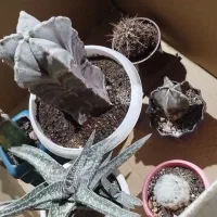 پک کاکتوس های کلکسیونی|گل و گیاه طبیعی|خسروشاه, |دیوار