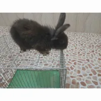 خرگوش لوپو|موش و خرگوش|سنندج, |دیوار