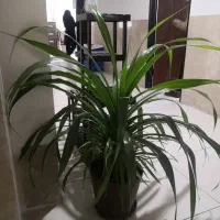 گل پاندانوس و ذرتی