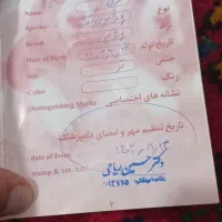 سگ پامر روباهی|سگ|اهر, |دیوار