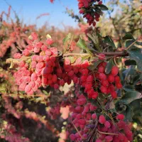 تیلر زنی انجام کارهای  کشاورزی  واصلاح درخت