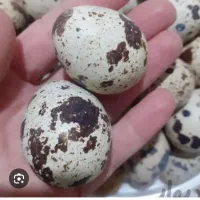 تخم بلدرچین تازه