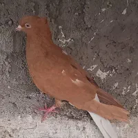 رنگی|پرنده|اهواز, حصیرآباد|دیوار