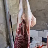 سلاخ قصابی و  کل تهران کم ترین هزینه فروش دام|حیوانات مزرعه|تهران, سعادت‌آباد|دیوار