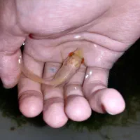 ماهی تترامولی وگلدفیش وکوریدوراس وشریمپ خزه کریسمس|ماهی|صدرا-فارس, فاز ۱|دیوار