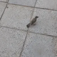نهر وصله