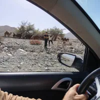 همسایه