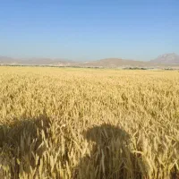 30هکتارزمین-کشاورزی-سیستم-بارانی
