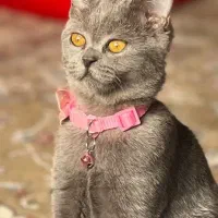 گربه بهترین رنگ طوسی اسکایتش ماده ۸ماهه