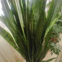 گل مطبق ۷ طبقه سالم وسلامت|گل و گیاه طبیعی|خلخال, |دیوار