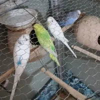 مرغ عشق فروشی|پرنده|ایرانشهر, |دیوار