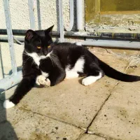 واگذاری گربه