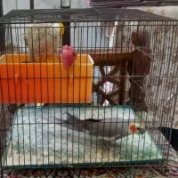 عروس هلندی