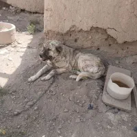 سگ سرابی میل میل