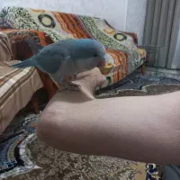 طوطی راهب نر
