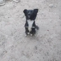 یک عدد سگ واسه فروش علت فروش وقت رسیدگی ندارم