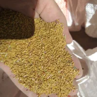 بذر یونجه