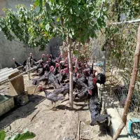 فروشی|حیوانات مزرعه|همدان, |دیوار