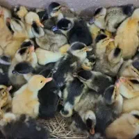 جوجه|پرنده|شیراز, قلعه نو|دیوار