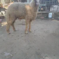 بره گوسفند  جوان نر و ماده با ۴ تا بز و بزغاله