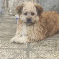 سگ باهوش و حرف گوش کن