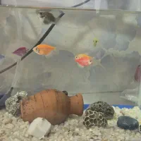 ماهی و اکواریوم|ماهی|یاسوج, |دیوار