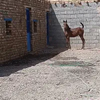 اسب کرد
