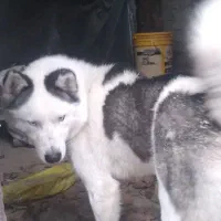 دو قلاده سگ، یکی هاسکی و یکی شیتزو تریر