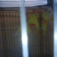 طوطی کوتوله برزیلی.اوپال کله نارنجی|پرنده|اصفهان, آبشار|دیوار