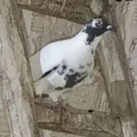 کفتر|پرنده|مشهد, علی آباد|دیوار