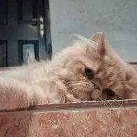 گربه پرشین|گربه|رشت, منظریه|دیوار