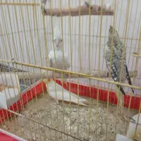 عروس هلندی|پرنده|لامرد, |دیوار