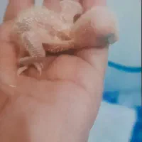 جوجه کوتوله سرلاکی