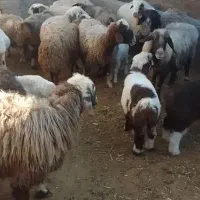 20راس میش بره دار