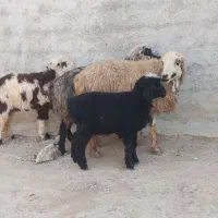 2راس میش ترکی جوان بره دار|حیوانات مزرعه|جهرم, |دیوار