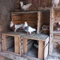 کبوترگمشده