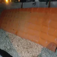 ورق چینکو شیروانی