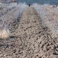 تیلر زنی|خدمات باغبانی و درختکاری|بجنورد, |دیوار