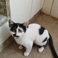 گربه