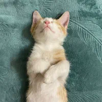 واگذاری رایگان گربه|گربه|کرمان, |دیوار