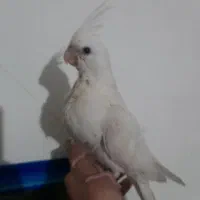 جوجه عروس هلندی آلبینو|پرنده|بروجرد, |دیوار