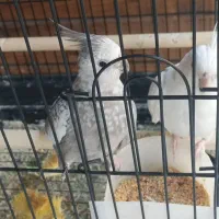 عروس هلندی