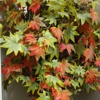 شش تا کناره