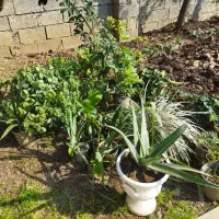 انواع گلهای  طبیعی|گل و گیاه طبیعی|اطاقور, |دیوار