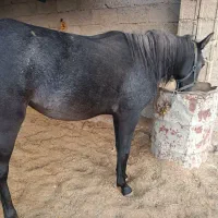 کره اسب|اسب و تجهیزات اسبسواری|گله دار, |دیوار